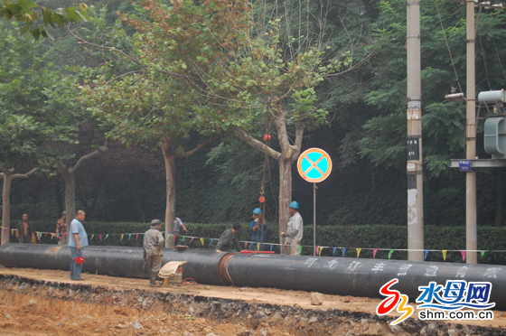 煙臺：城市綠肺慘遭毒手 景觀樹變身載重機（圖）