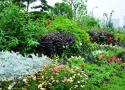 www.chla.comc.n