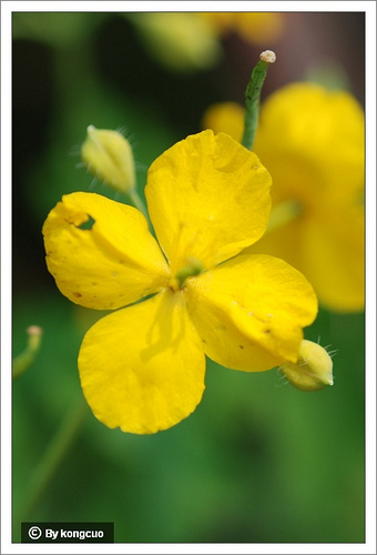 09.罌粟科白屈菜屬白屈菜（山黃連）