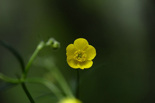 33.毛茛科毛茛屬毛茛（炸魚(yú)攝）