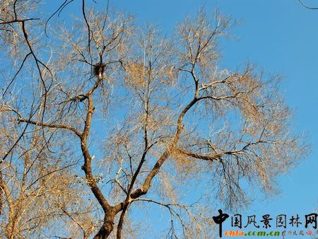 園林樹木冬態(tài)識別