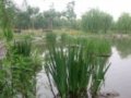 www.chla.comc.n