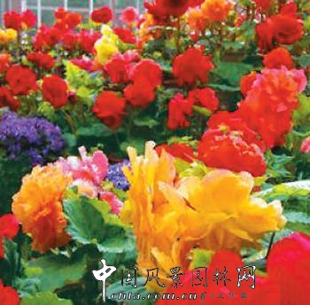 中國花卉業(yè)不能再“失語”(圖)
