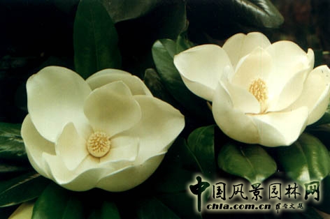 花卉 玉蘭 春