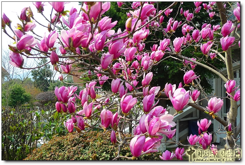 花卉 玉蘭 春