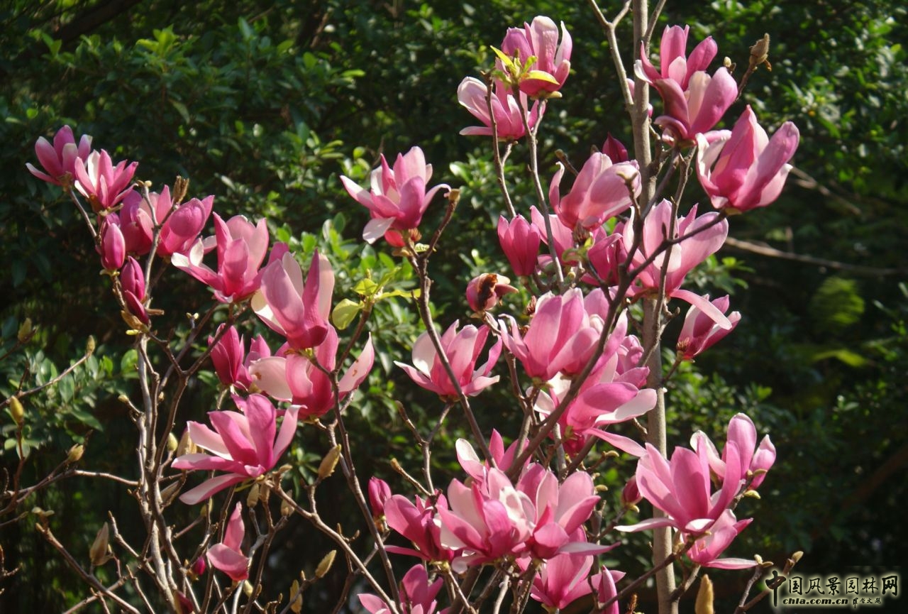 花卉 玉蘭 春