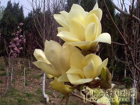 花卉 玉蘭 春