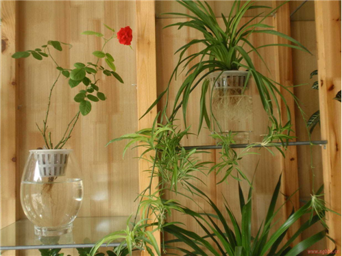 水培植物 旺季 中國風(fēng)景園林網(wǎng)