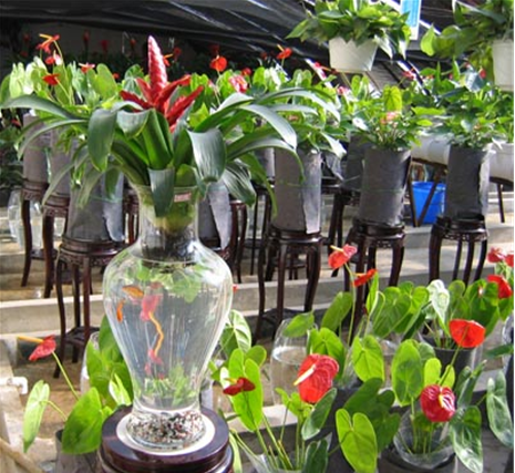 水培植物 旺季 中國風(fēng)景園林網(wǎng)