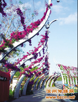 山東 薔薇 無棣 花都 綠化 旅游 中國風(fēng)景園林網(wǎng)