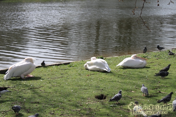 圣詹姆斯公園 中國風景園林網(wǎng)