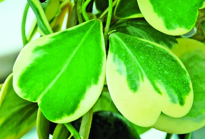 南京 植物園 七夕 趣味植物展 花草 中國風景園林網(wǎng)