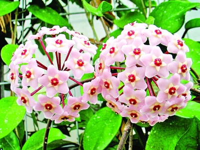 南京 植物園 七夕 趣味植物展 花草 中國風景園林網(wǎng)