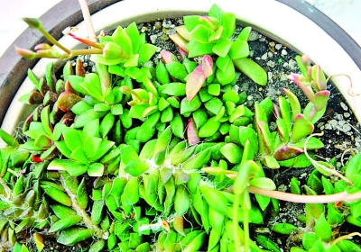 南京 植物園 七夕 趣味植物展 花草 中國風景園林網(wǎng)