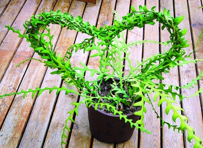南京 植物園 七夕 趣味植物展 花草 中國風景園林網(wǎng)