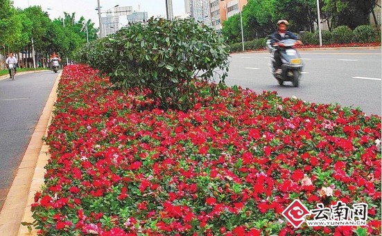 昆明 鮮花 中國(guó)風(fēng)景園林網(wǎng)