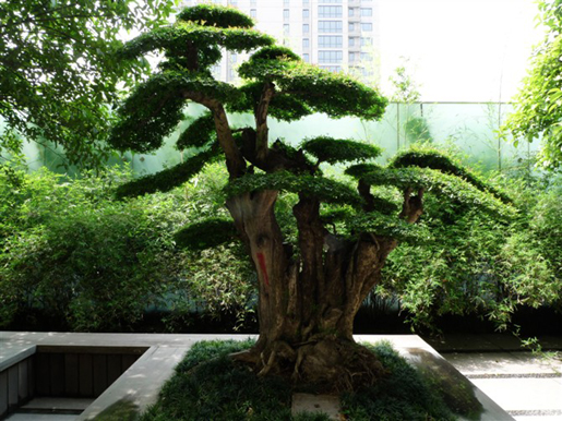 泰和·天辰國際 空中花園 屋頂綠化 中國風(fēng)景園林網(wǎng)