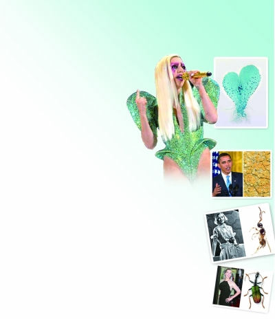 蕨類(lèi) 植物 Gaga