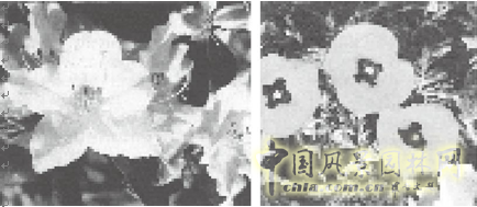連載 劉秀晨 綠色的云 國花 一國兩花 中國風景園林網(wǎng)