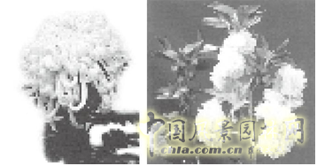 連載 劉秀晨 綠色的云 國花 一國兩花 中國風景園林網(wǎng)
