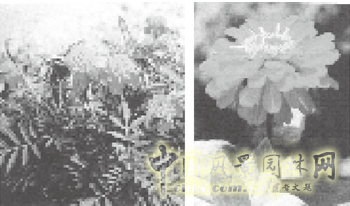 連載 劉秀晨 綠色的云 國花 一國兩花 中國風景園林網(wǎng)