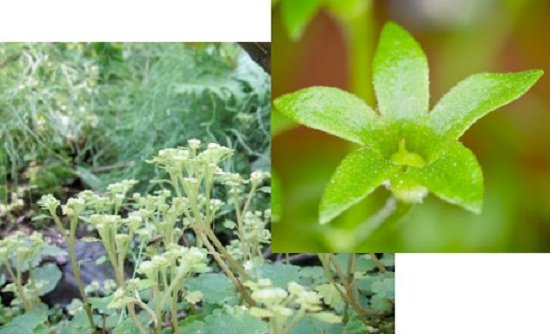 奇特植物 菊花草 繁殖