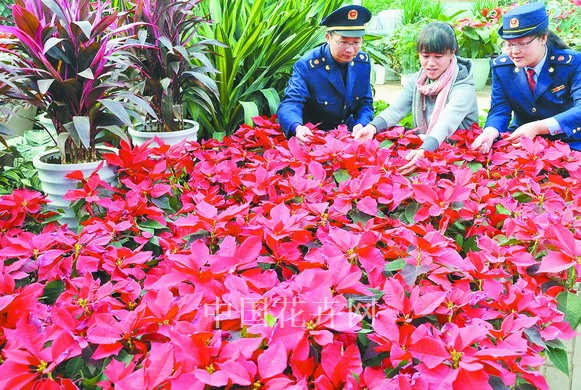 花卉 圣誕節(jié) 東海