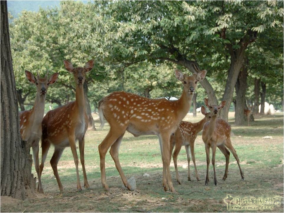 西安野生動(dòng)物園建設(shè)