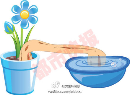 植物 養(yǎng)護(hù) 盆栽