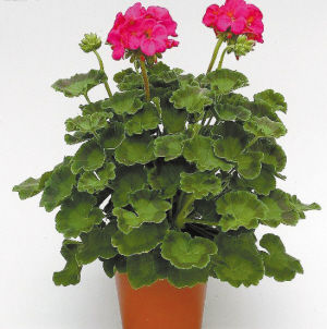 園藝師 室內(nèi)養(yǎng)花 觀賞植物 