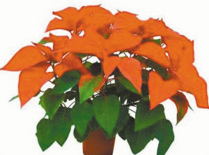 園藝師 室內(nèi)養(yǎng)花 觀賞植物 