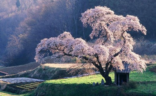 日本櫻花 中國(guó)風(fēng)景園林網(wǎng)