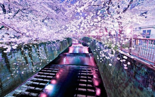 日本櫻花 中國(guó)風(fēng)景園林網(wǎng)