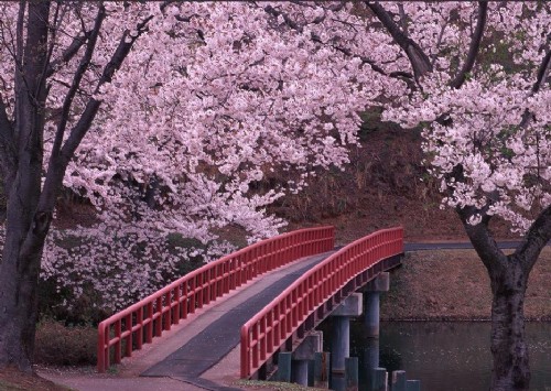 日本櫻花 中國(guó)風(fēng)景園林網(wǎng)