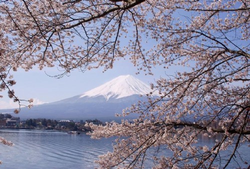 日本櫻花 中國(guó)風(fēng)景園林網(wǎng) 