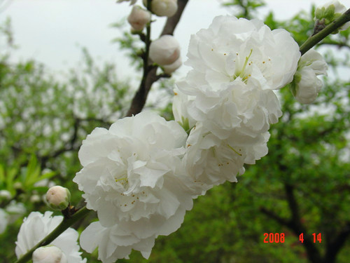 上海植物園的主要桃花品種及其花期白碧桃 植物造景|園林綠化 中國風景園林網(wǎng)