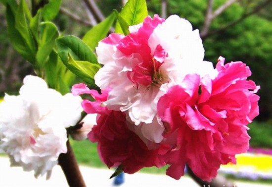 北京植物園桃花 公園 中國風景園林網