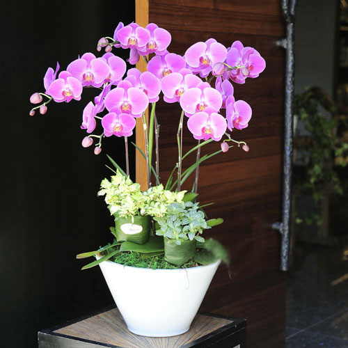 PM2.5 花卉 蘭花