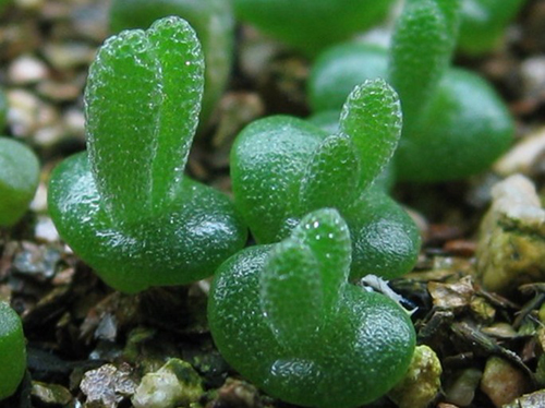 多肉植物 枝干番杏 碧光環