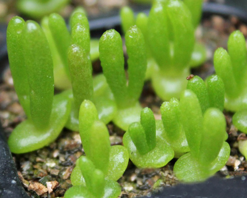 多肉植物 枝干番杏 碧光環
