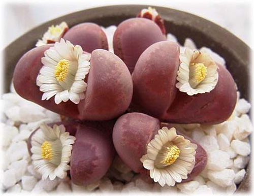 多肉植物 生石花 番杏