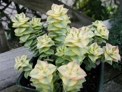 多肉植物 星乙女錦 青鎖龍屬