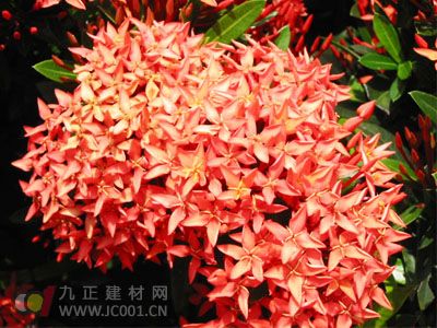 繁星花