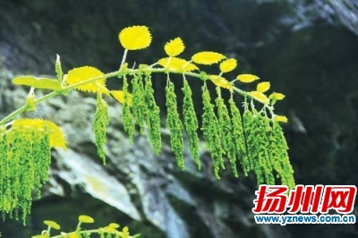 新品種