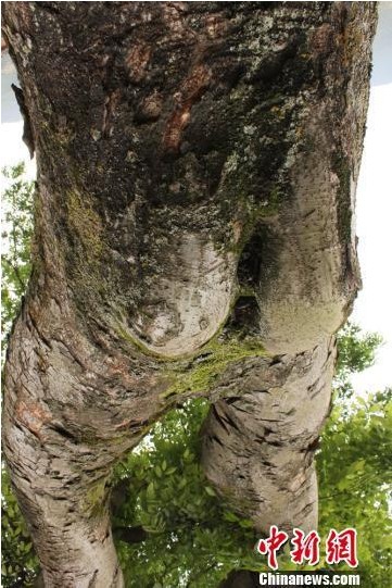 湖南 植物 榕樹