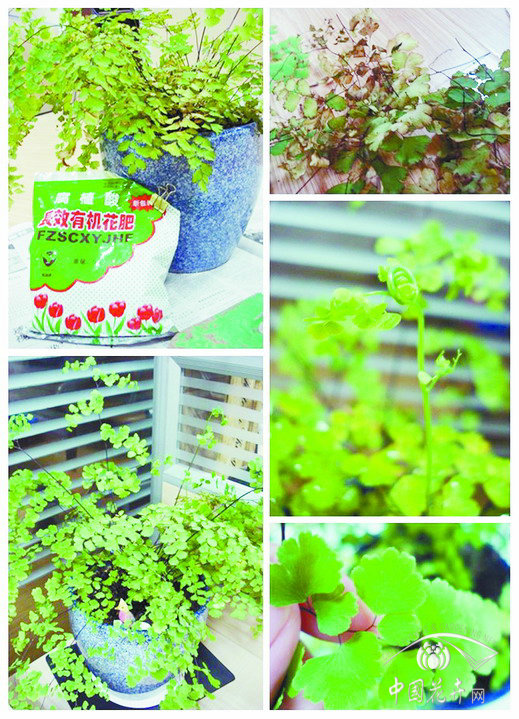 鐵線蓮 花卉 養(yǎng)護(hù)