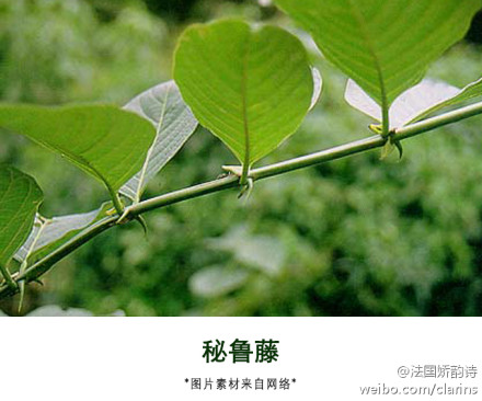 認識植物
