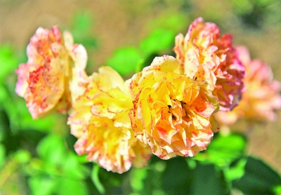 月季花