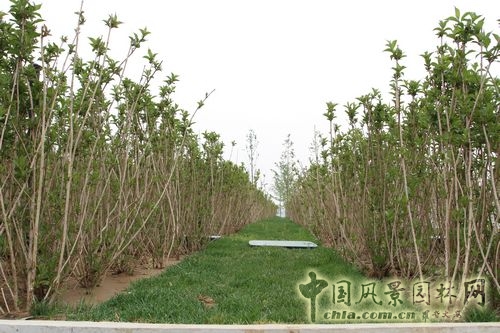 三谷徹花園 北京園博會(huì) 大師園 設(shè)計(jì)理念