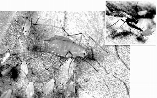科學(xué)研究